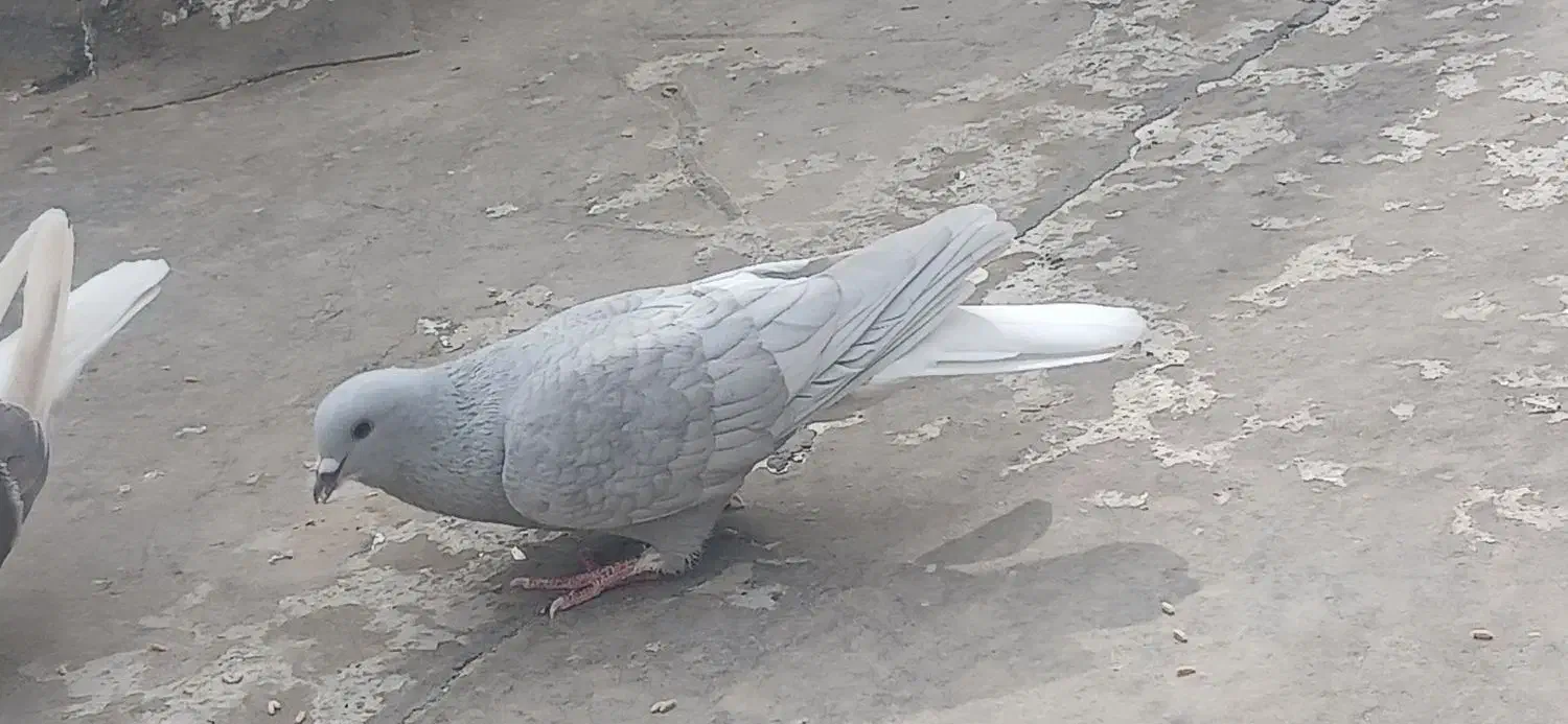 کبوتر|پرنده|شیراز, کوشک میدان|دیوار