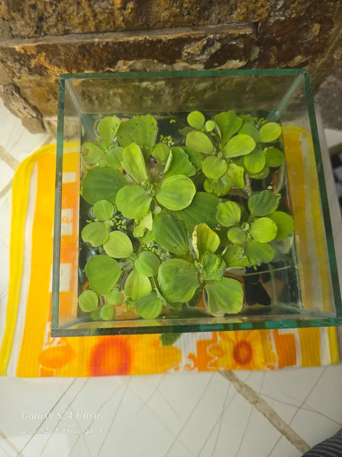 ماهی گوپی با آکواریم|ماهی|قم, تولید دارو و یخچال|دیوار