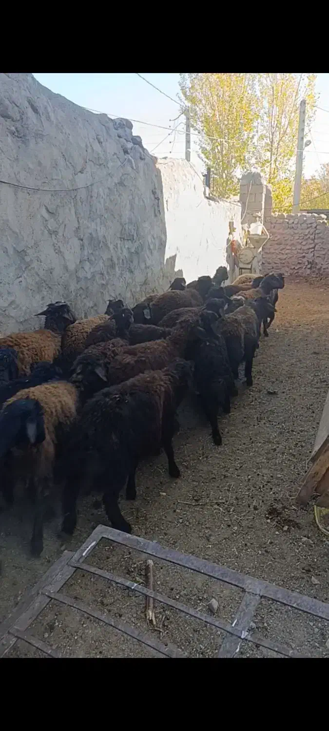 بره نر قره قزل|حیوانات مزرعه|تیکمه داش, |دیوار