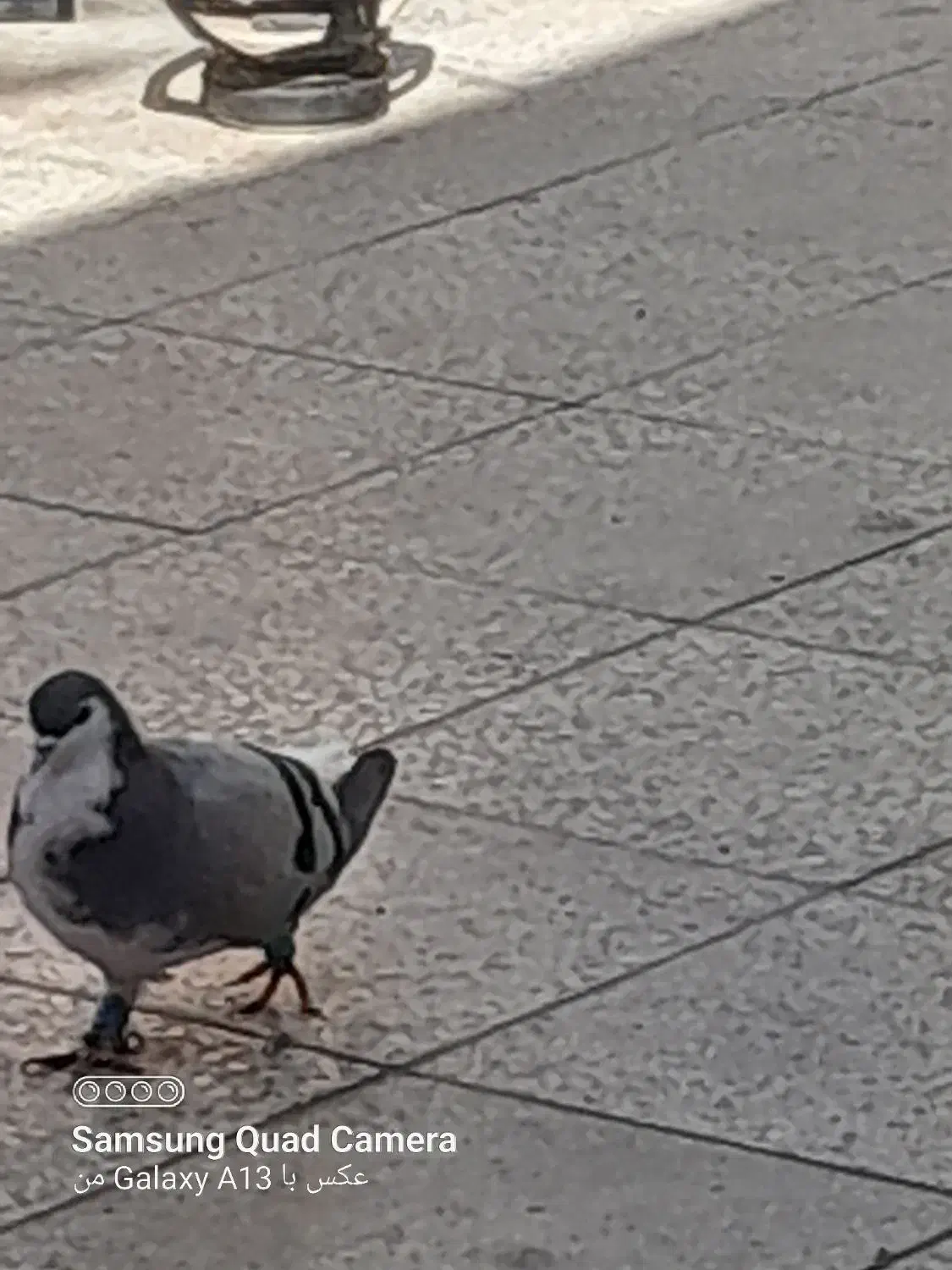 چب سبز|پرنده|شیراز, ماه فیروزان|دیوار