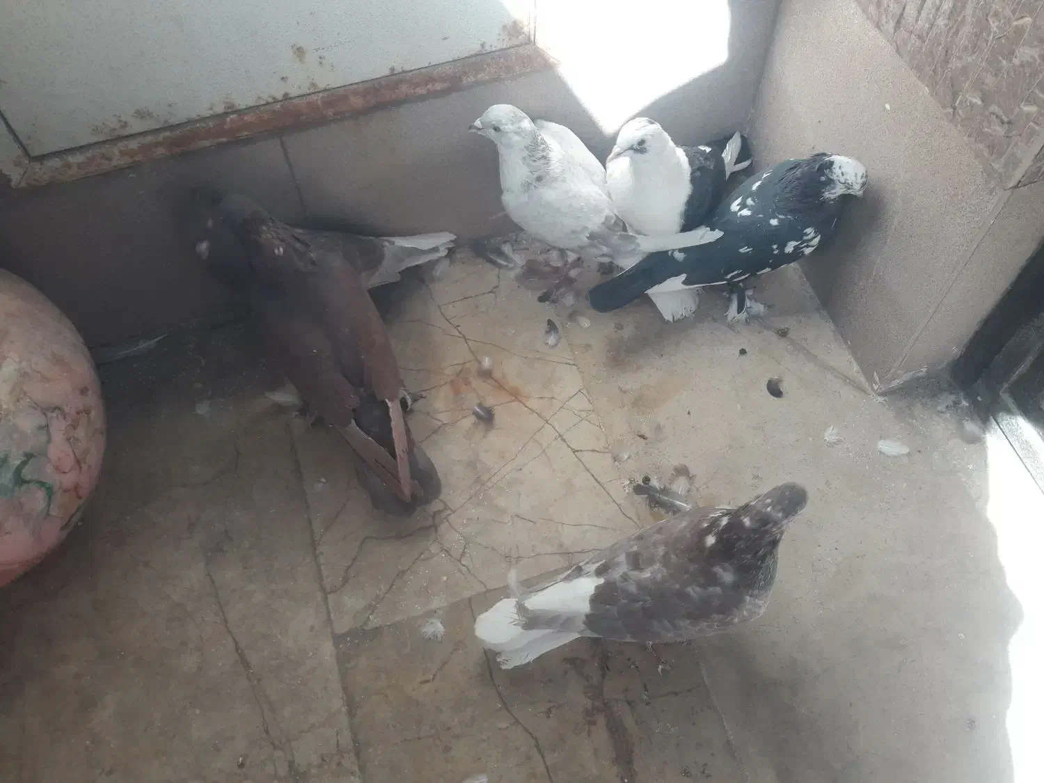 کبوتر رنگی|پرنده|قم, شهرک طالقانی|دیوار