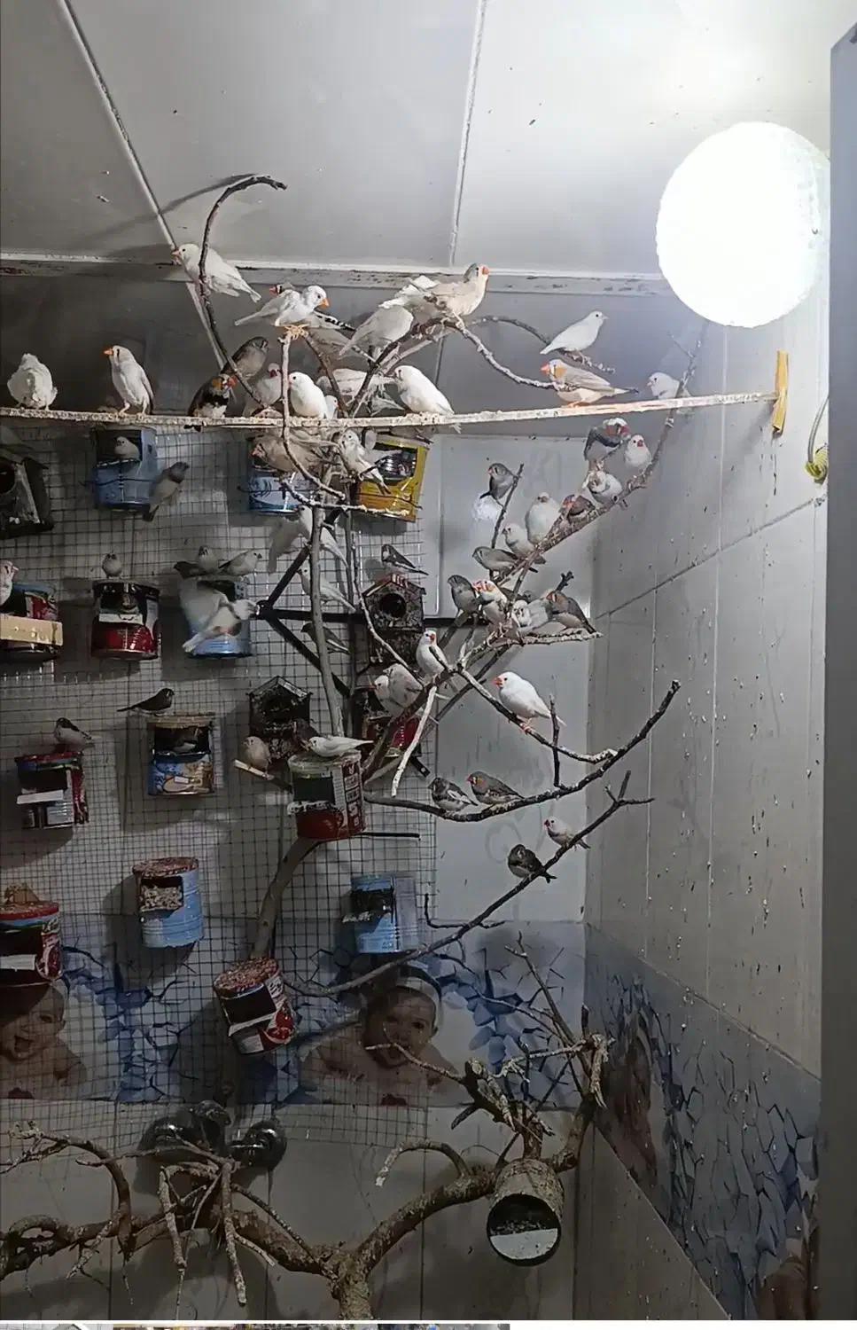 فنچ|پرنده|بیرجند, |دیوار