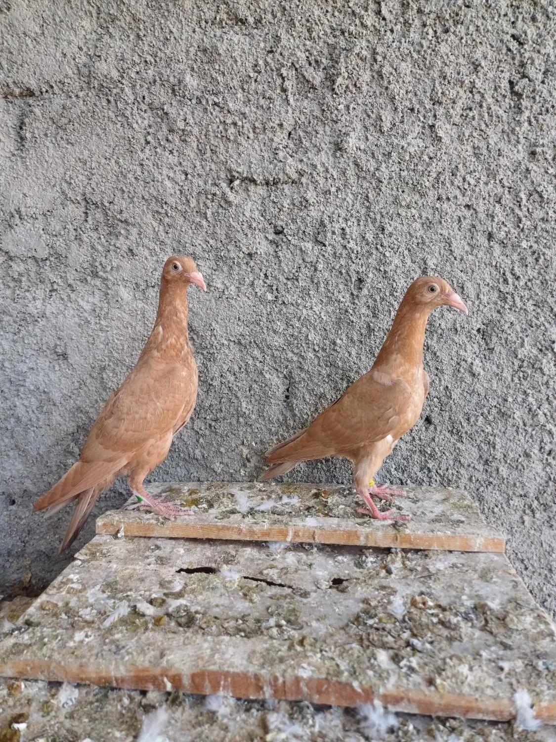 کبوتر|پرنده|داراب, |دیوار