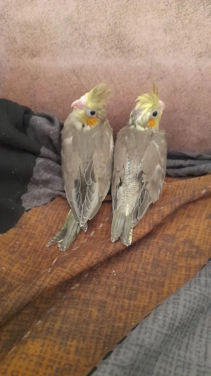 جوجه عروس هلندی|پرنده|الوند, |دیوار