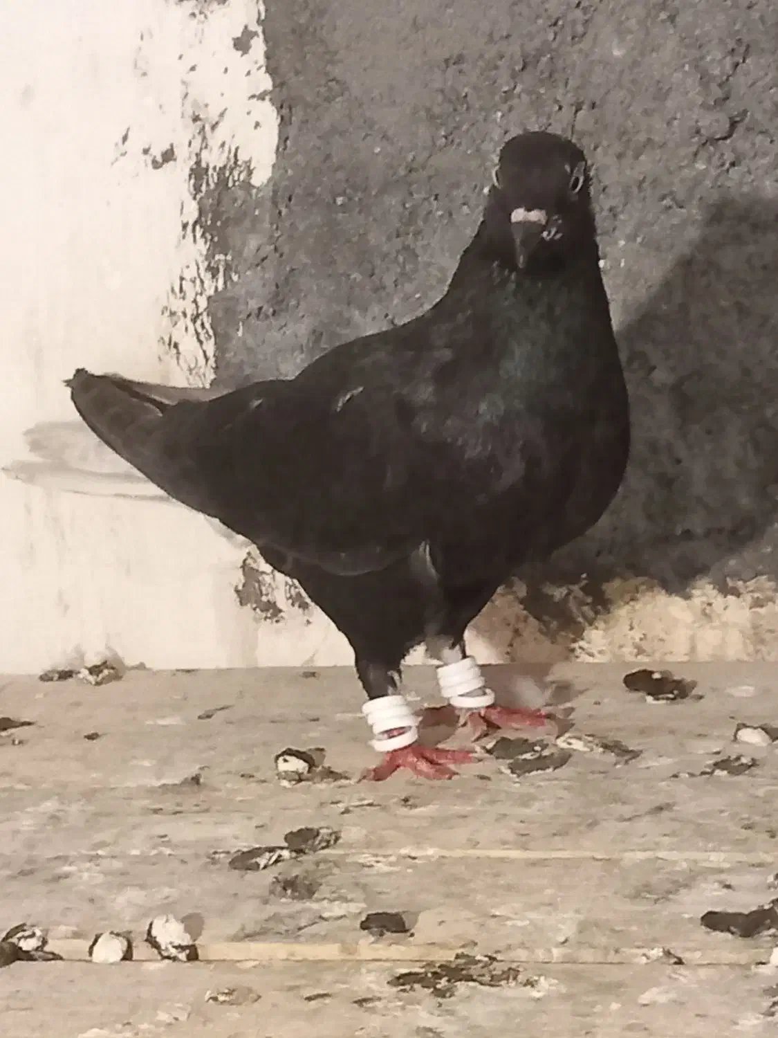 کفتر رنگی|پرنده|دزفول, |دیوار