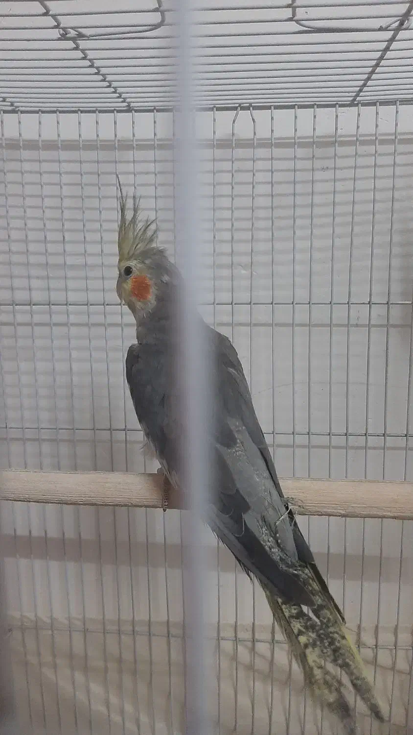 یک عدد عروس هلندی نر جوان|پرنده|رودبار, |دیوار