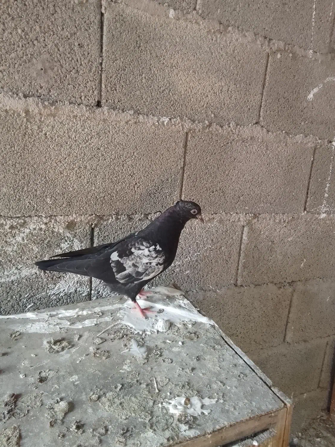 جفت کبوتر خوشگل|پرنده|رشت, یخسازی|دیوار