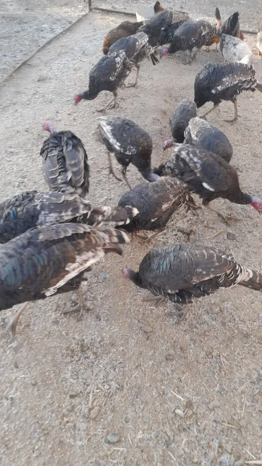 بوقلمون|حیوانات مزرعه|خوشاب, |دیوار