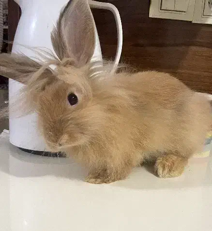 خرگوش لیون هد خارجی|موش و خرگوش|تبریز, |دیوار