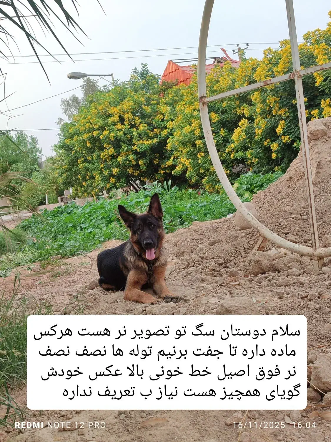 ژرمن آلمانی|سگ|بهبهان, |دیوار