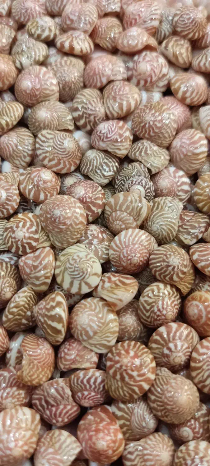 صدف طبیعی ریز|صنایع دستی و سایر لوازم تزئینی|تهران, بازار|دیوار