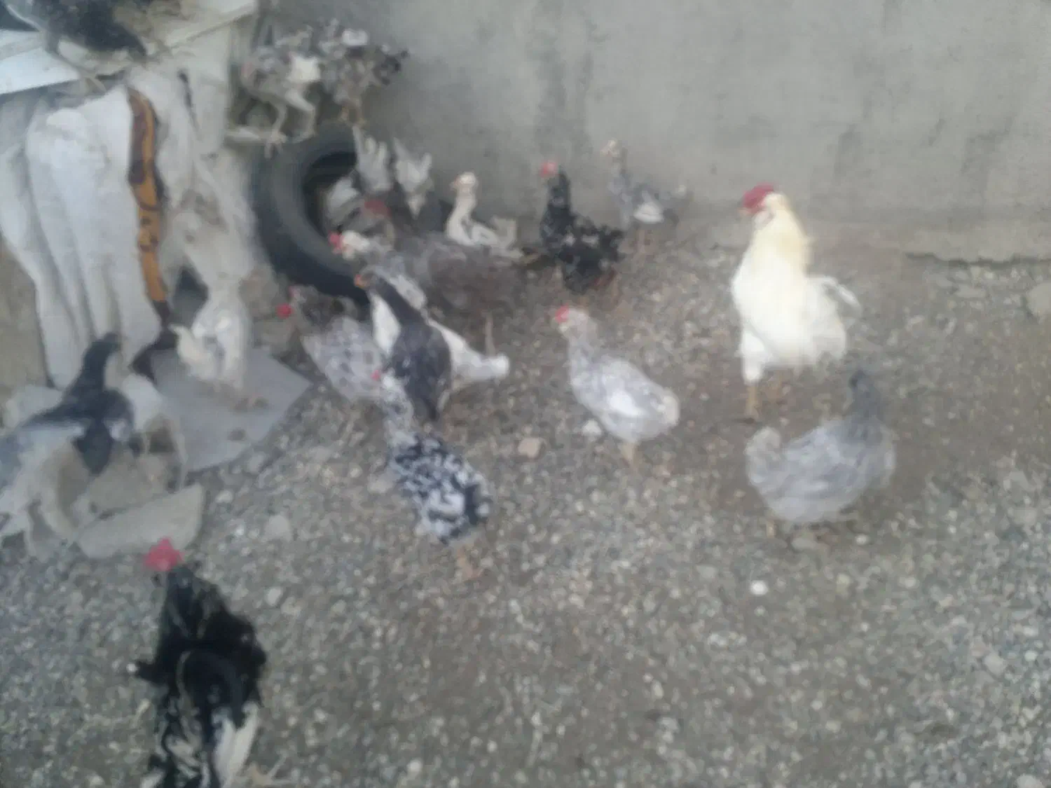 تخم مرغ نطفه دارگلین اصیل|حیوانات مزرعه|بیجار, |دیوار