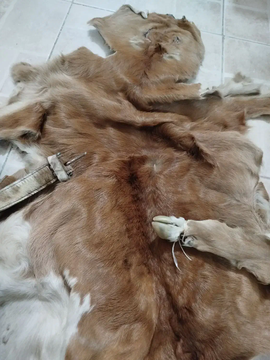 پوست بز قدیمی ب همراه کمربند|کلکسیون اشیاء عتیقه|همدان, |دیوار