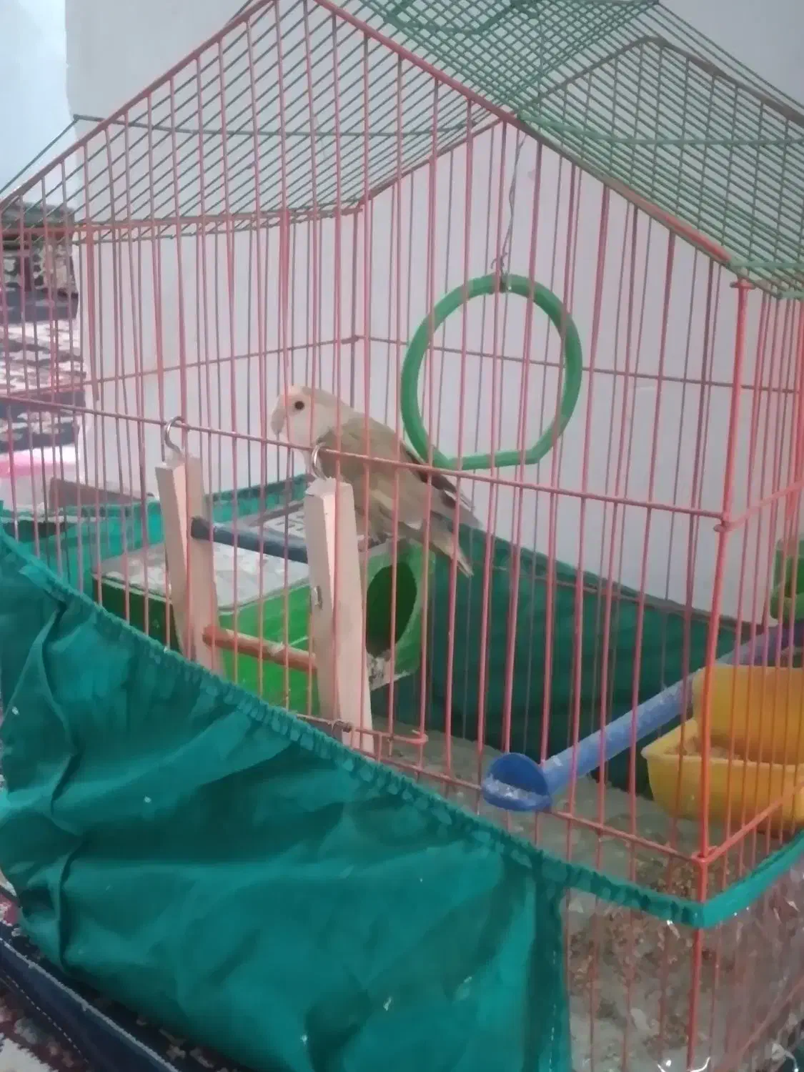 طوطی برزیلی|پرنده|جیرفت, |دیوار