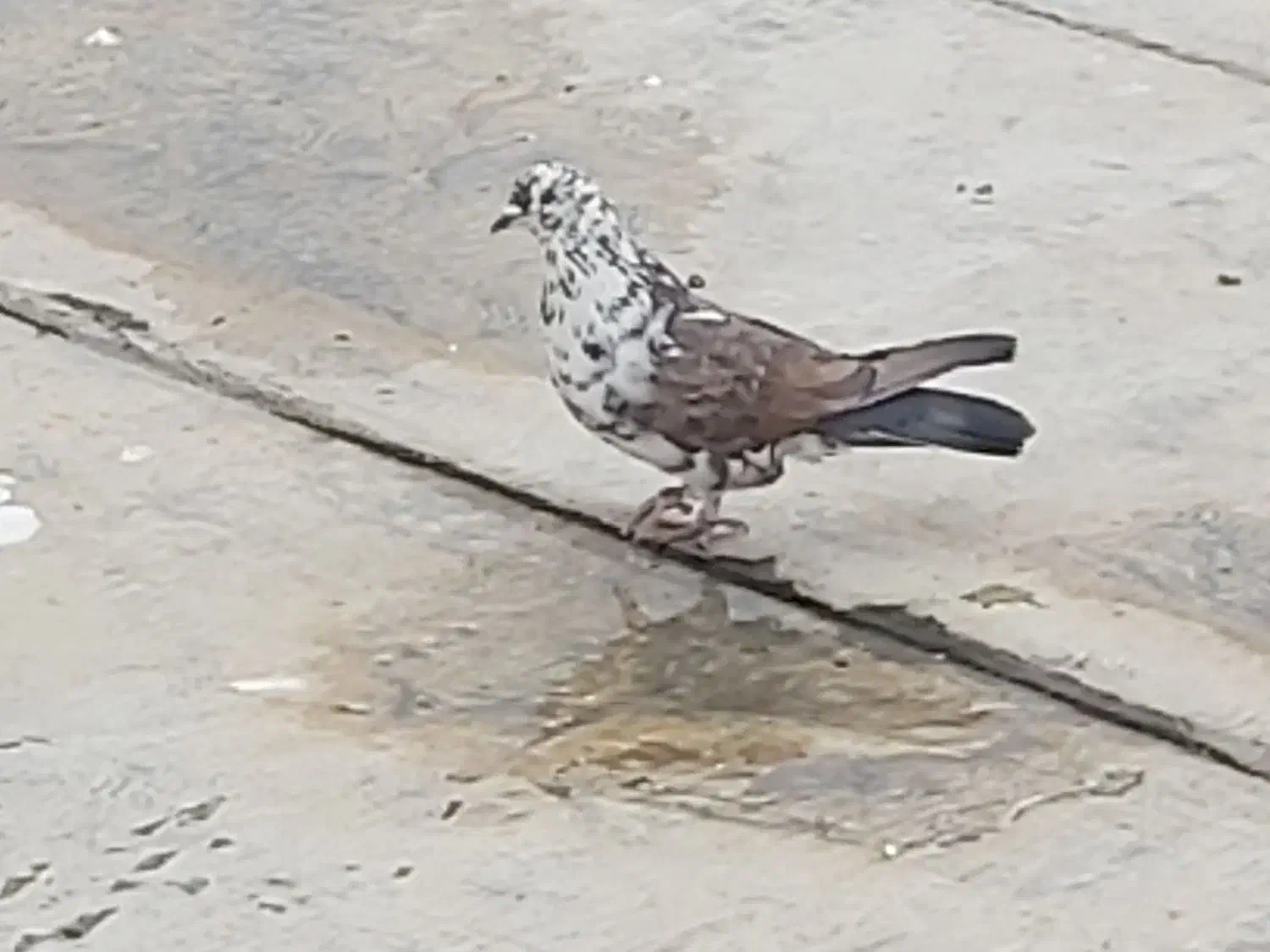 نر غریب گیری|پرنده|هشتگرد, فاز ۱ مهستان|دیوار