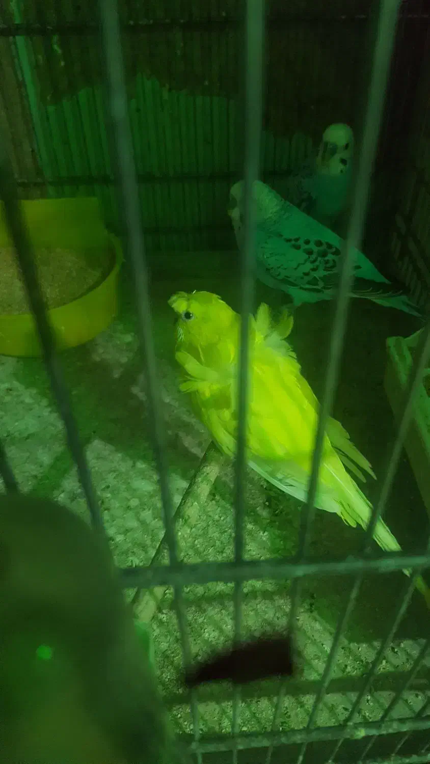 ۶تا مرغ عشق نر سالم  وعالی برای جفتگیریمرغ|پرنده|تهران, انبار نفت|دیوار