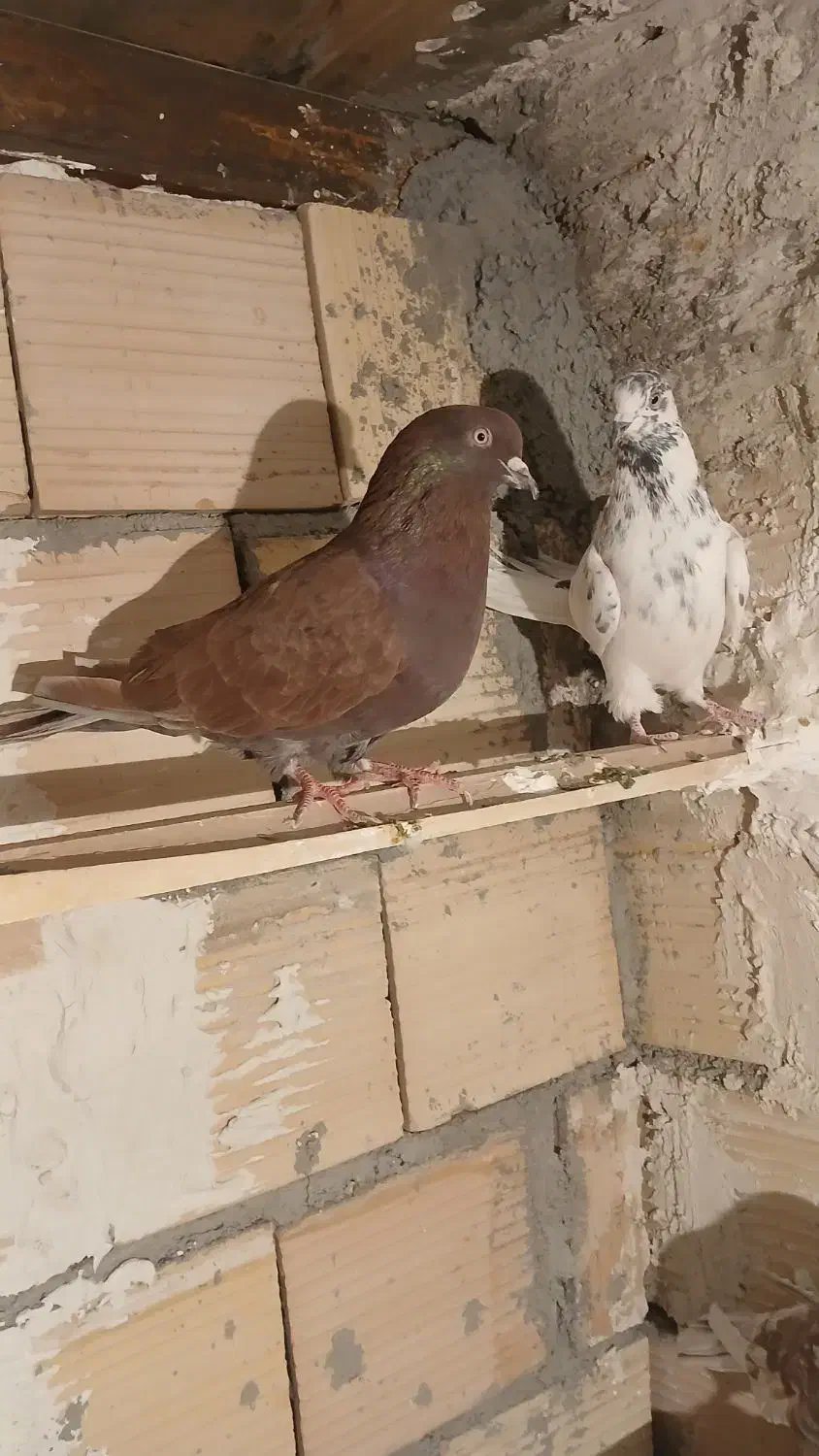 سرخ نر|پرنده|شهریار, شهرک امیریه|دیوار