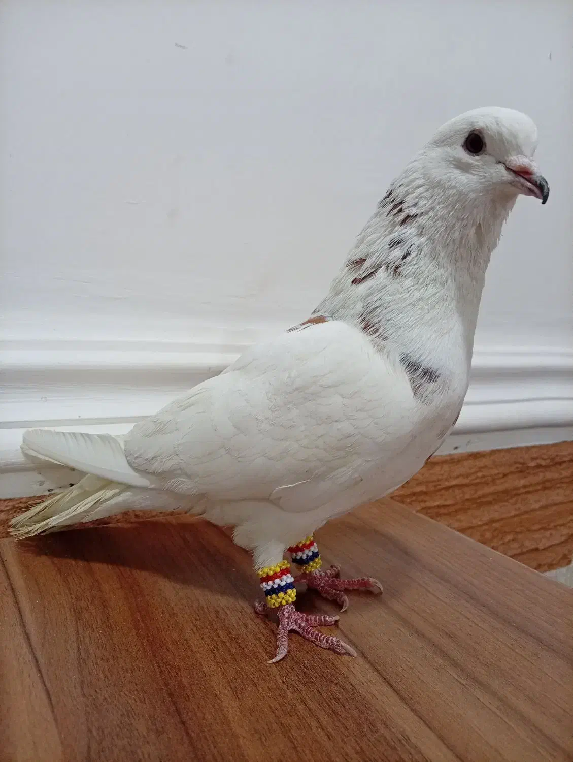 شیخی|پرنده|اهواز, زرگان|دیوار