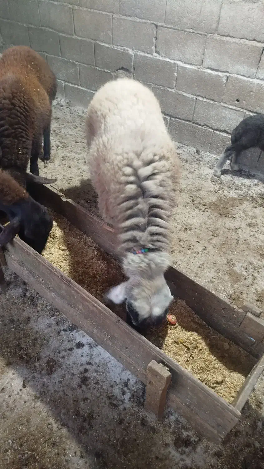 گوسفند نر هشت ماهه|حیوانات مزرعه|آق قلا, |دیوار