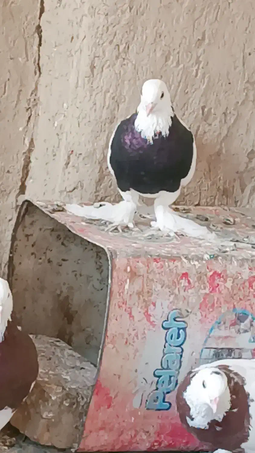 کبوتر طوقی|پرنده|زهک, |دیوار