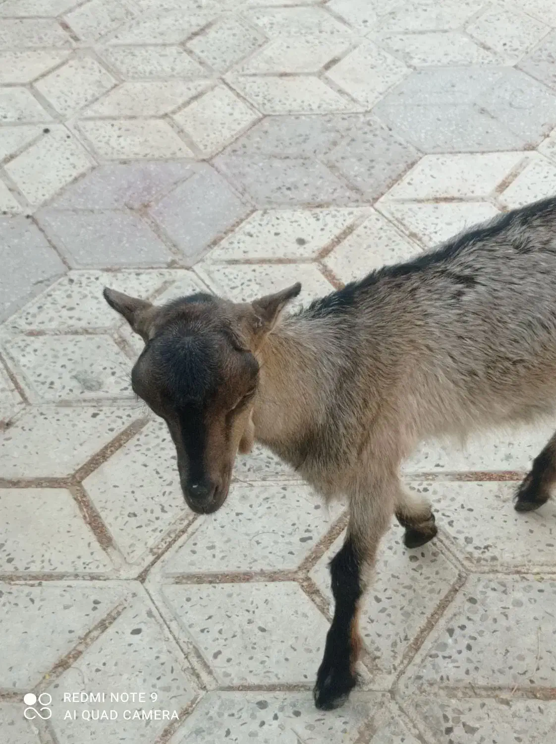 کهره ماده|حیوانات مزرعه|چغادک, |دیوار