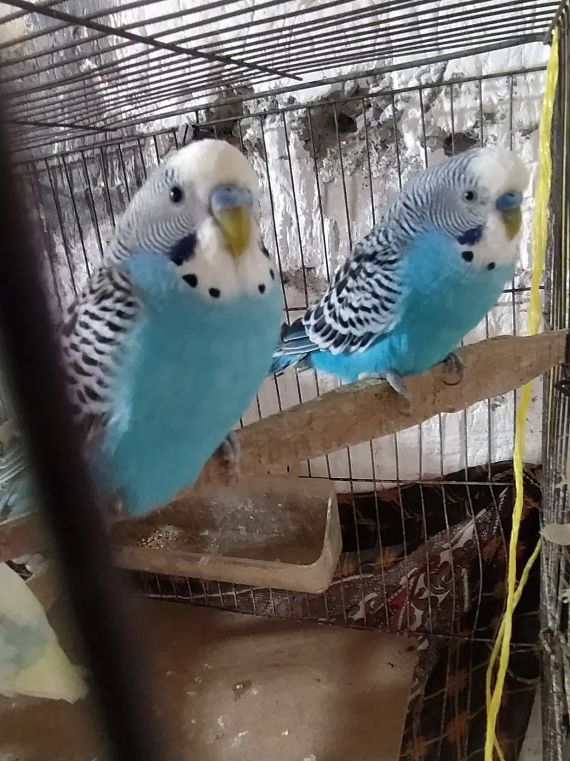 مرغ عشق نر|پرنده|تولم شهر, |دیوار