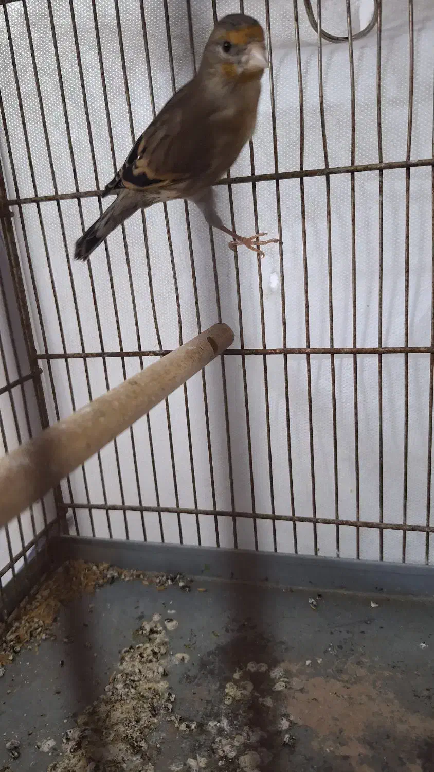 سهره قناری نر|پرنده|قم, شاه سید علی|دیوار