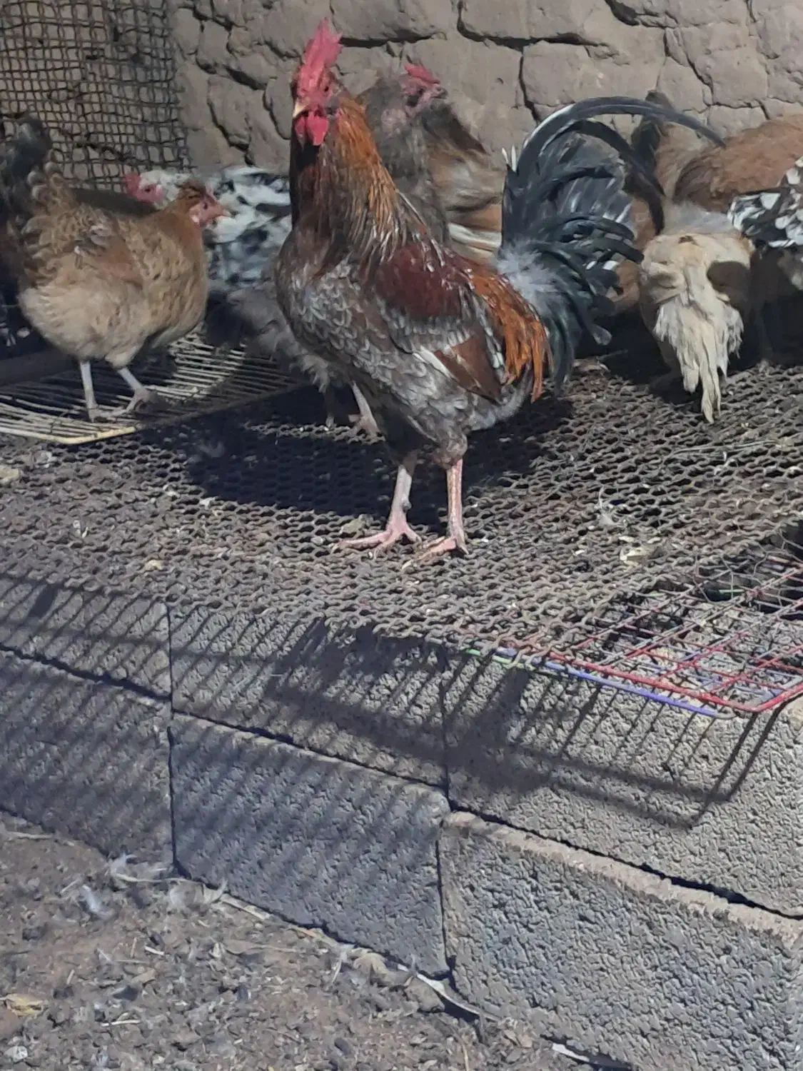 فروش خروس محلی|حیوانات مزرعه|سیرجان, |دیوار