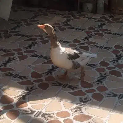 غاز|حیوانات مزرعه|خرمشهر, |دیوار