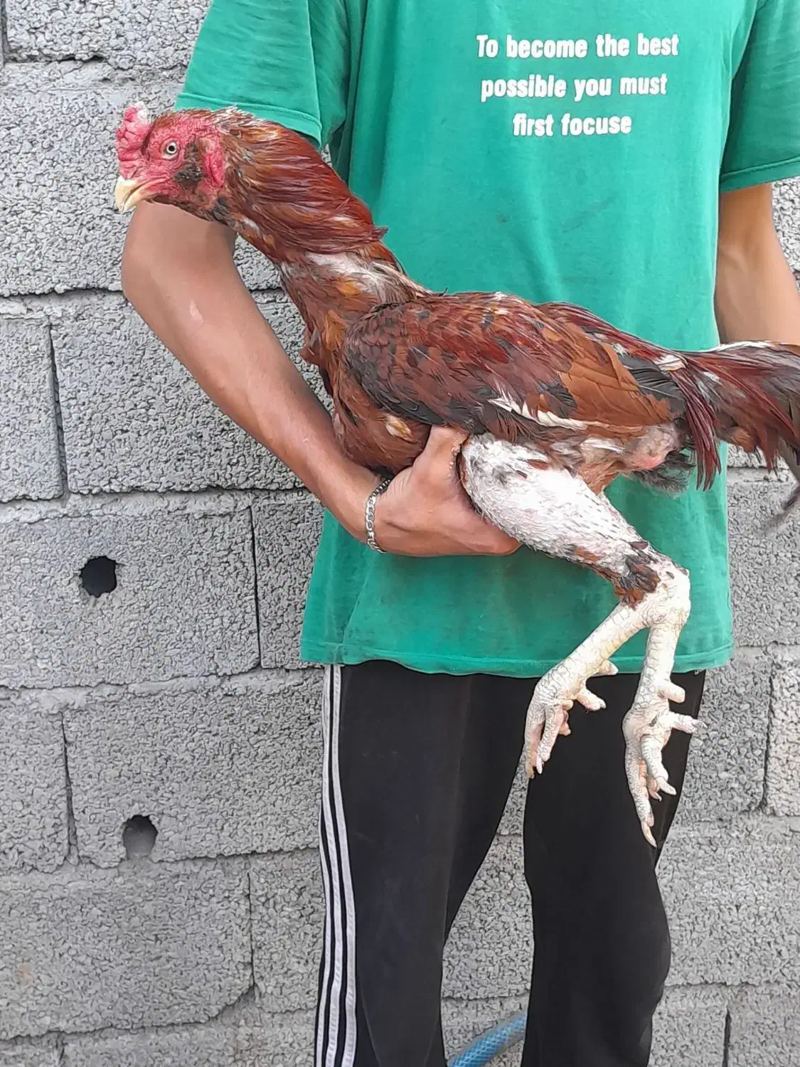 یک عدد خروس لاری ریش چشم چغر|حیوانات مزرعه|چابکسر, |دیوار