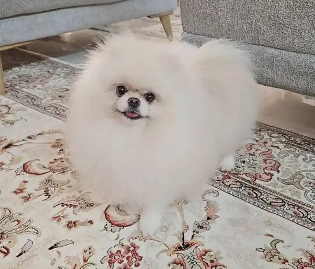 سگ نر پامر خرسی ۲ ساله|سگ|مشهد, جاهد شهر|دیوار