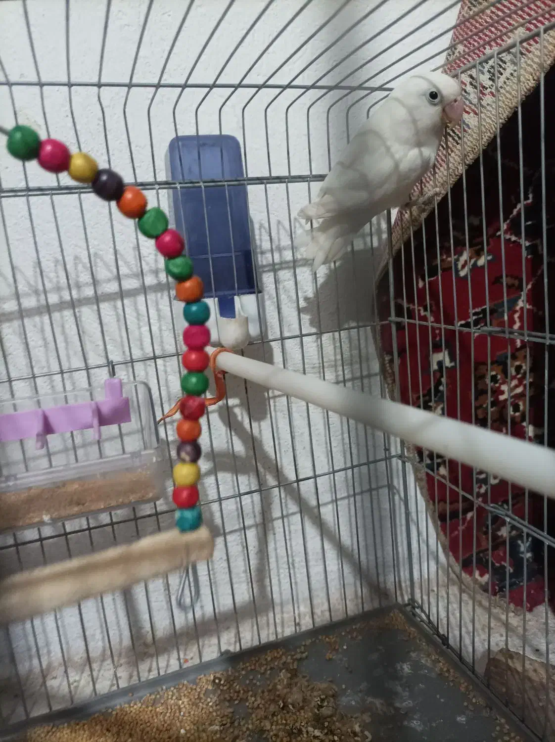 طوطی برزیلی بالغ|پرنده|جهرم, |دیوار