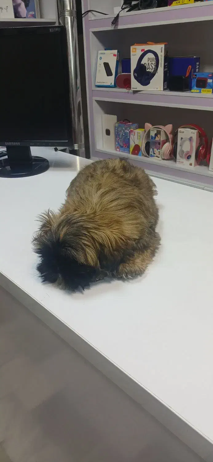 بچه سگ شیتزو|سگ|اسلام‌شهر, شهرک انبیا|دیوار