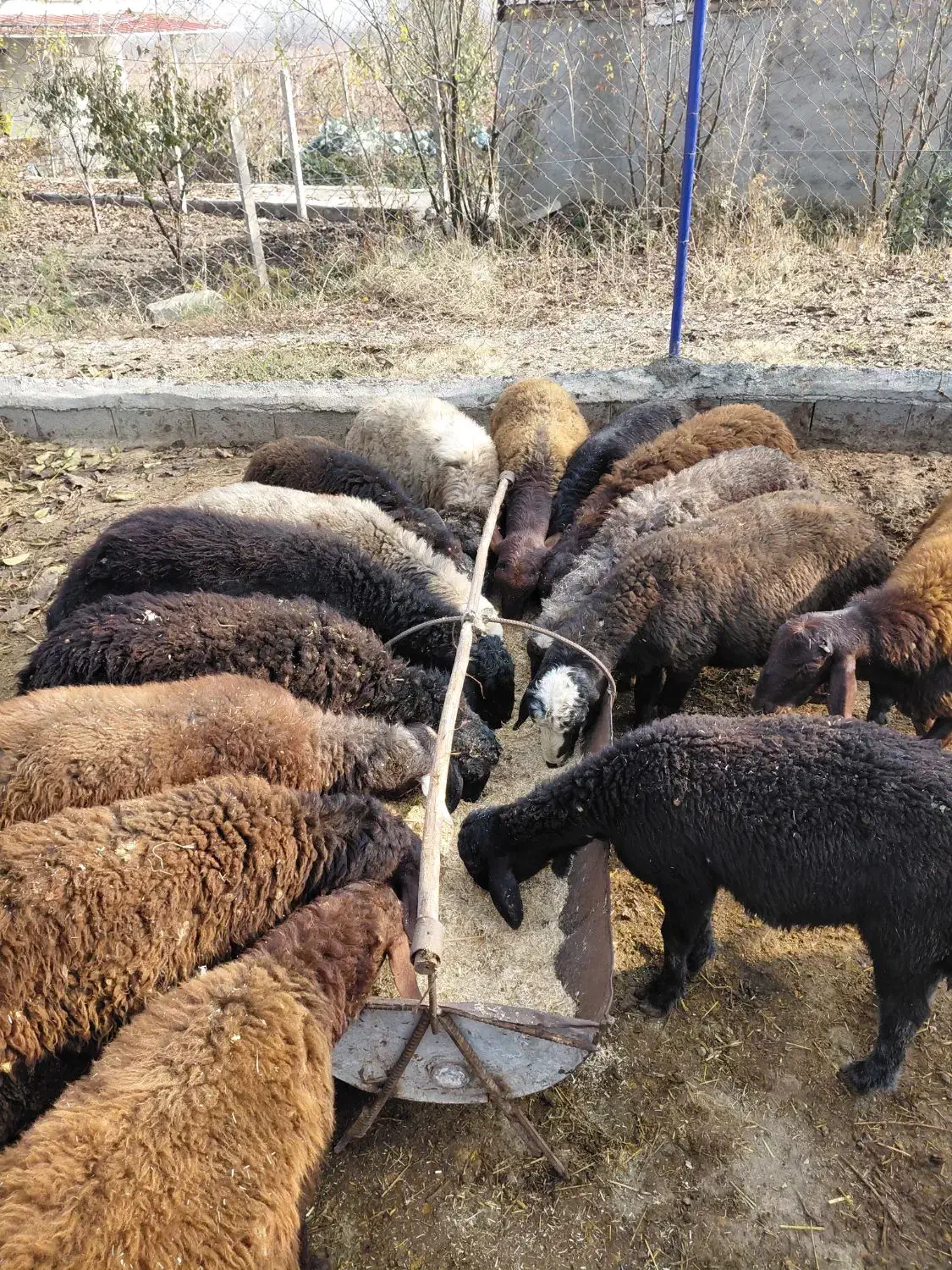 گوسفند پرورشی نر یک ساله کیلویی|حیوانات مزرعه|نوشین شهر, |دیوار