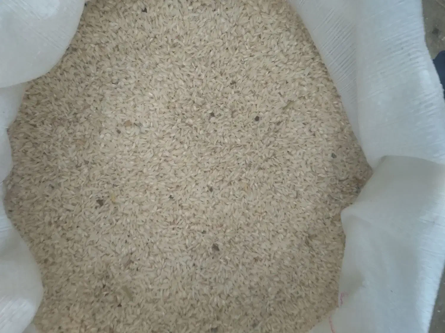 برنج  آقای یا همان  چانپا  محلی|خوردنی و آشامیدنی|دره رود, |دیوار