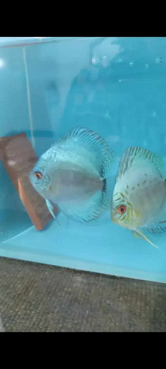 جفت دیسکس مولد|ماهی|اردبیل, |دیوار