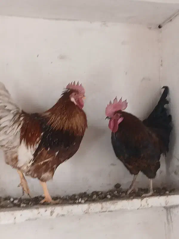 خروس محلی|حیوانات مزرعه|نیریز, |دیوار