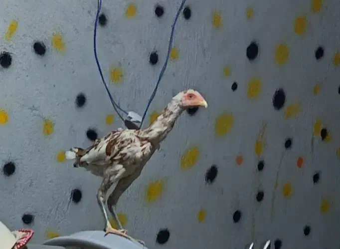 مرغ لاری|حیوانات مزرعه|بیکاه, |دیوار