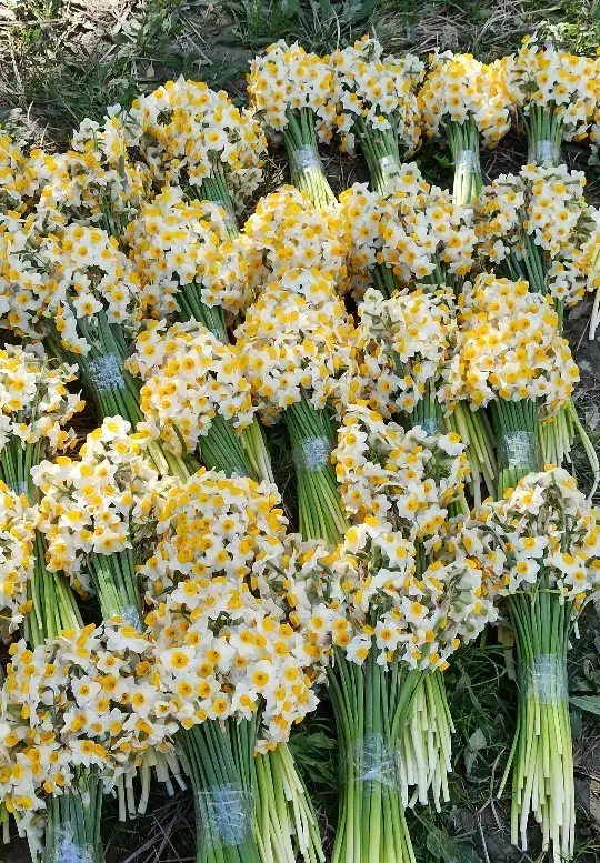 فروش گل نرگس فقط ۴۳۰|گل و گیاه طبیعی|شیراز, کاراندیش|دیوار