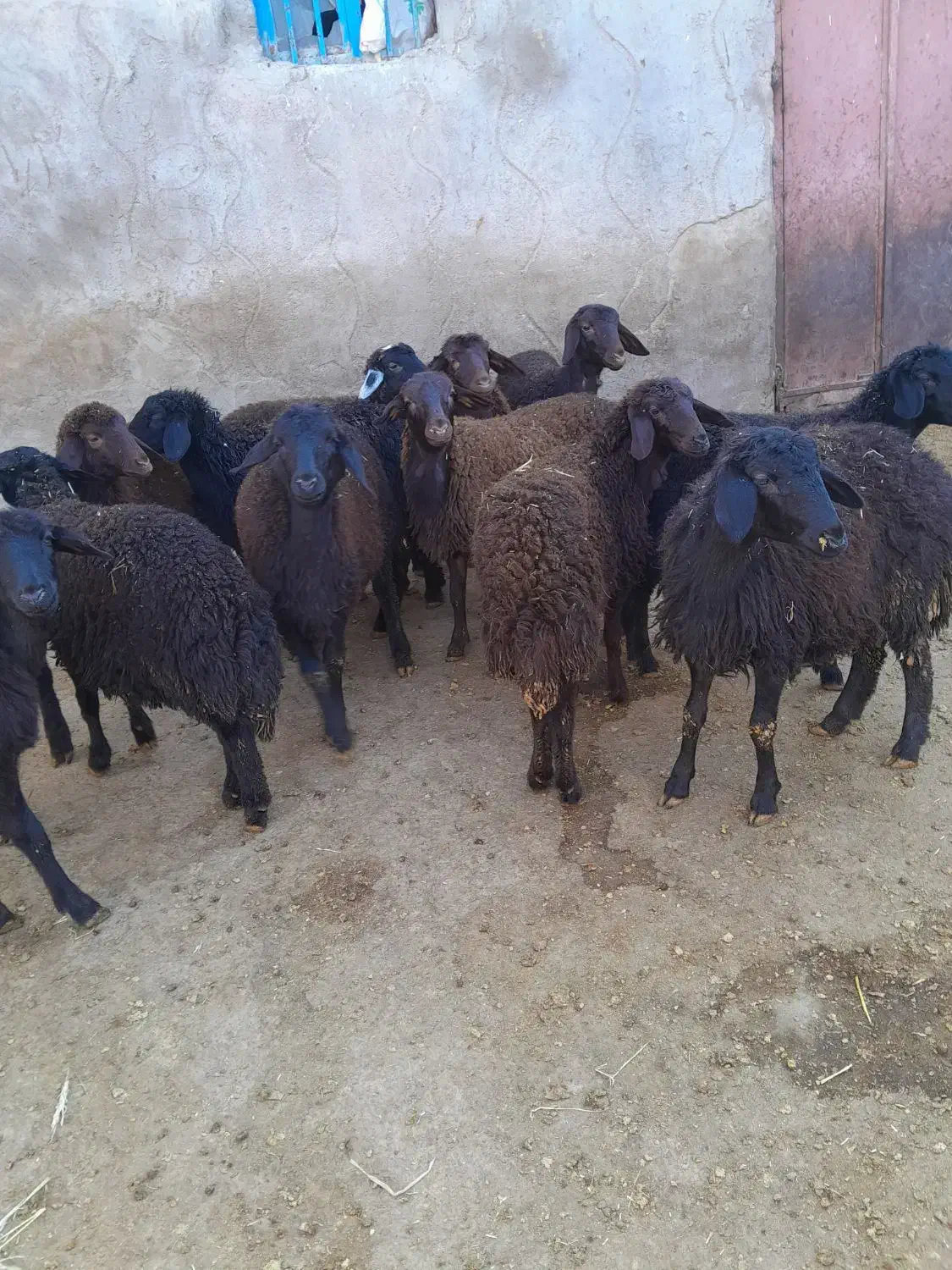 ۱۳عددبره ماده قرهقزل|حیوانات مزرعه|سراب, |دیوار