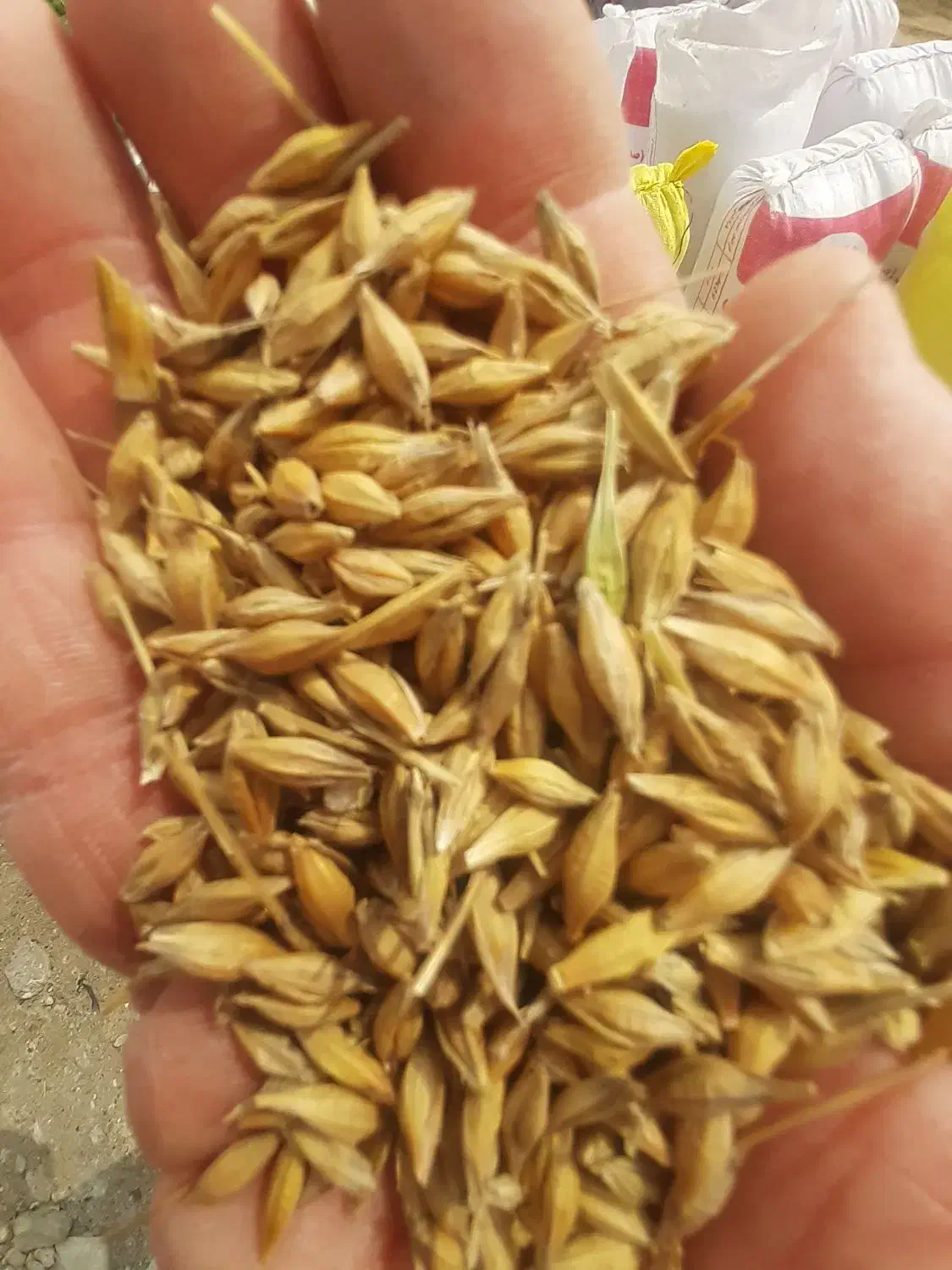 جو محلی بذری|خدمات باغبانی و درختکاری|گمیشان, |دیوار