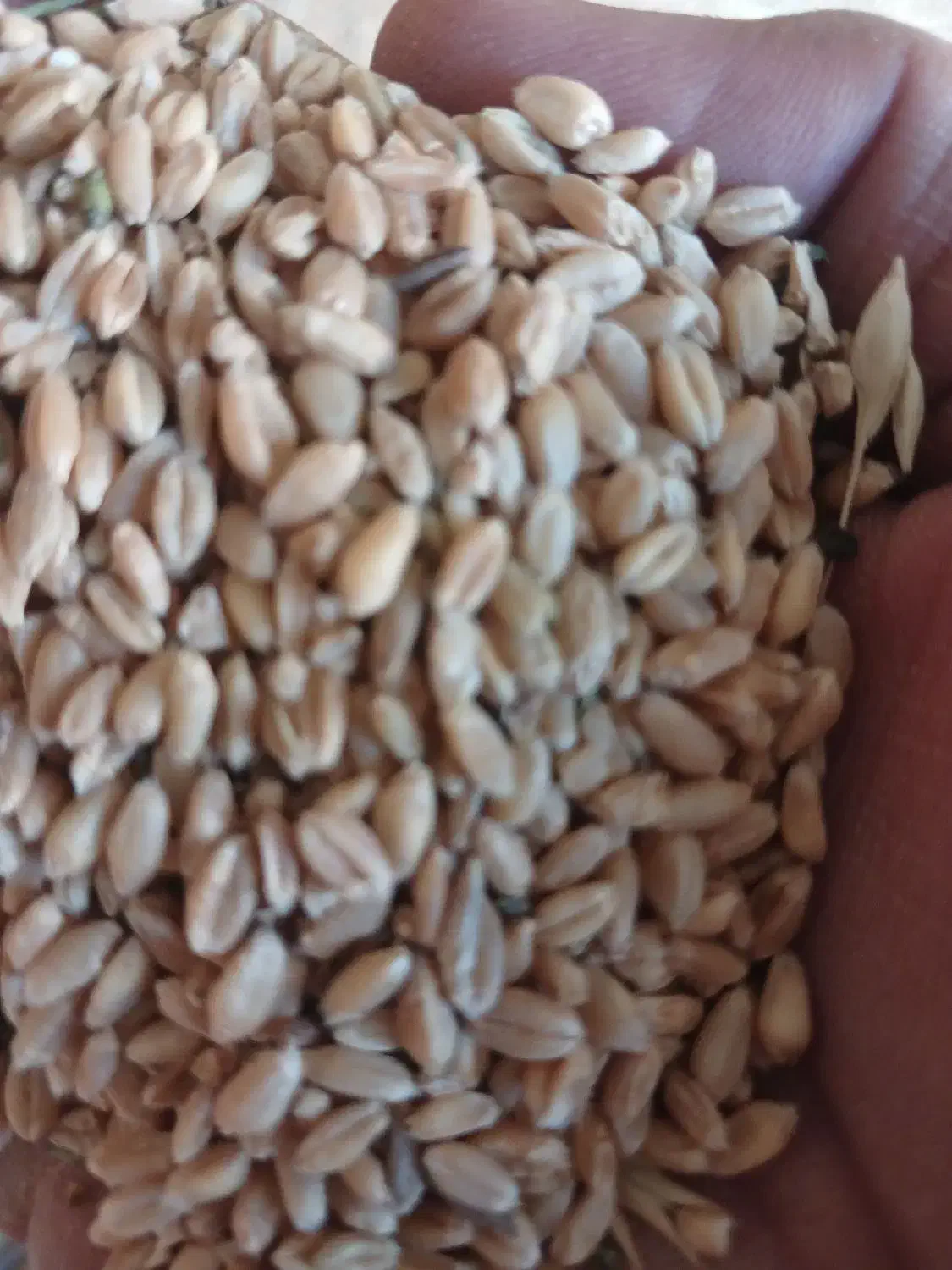 فروش گندم تمیزمخصوص  بذر ونان (حلیم)|عمده‌فروشی|عطاملک, |دیوار