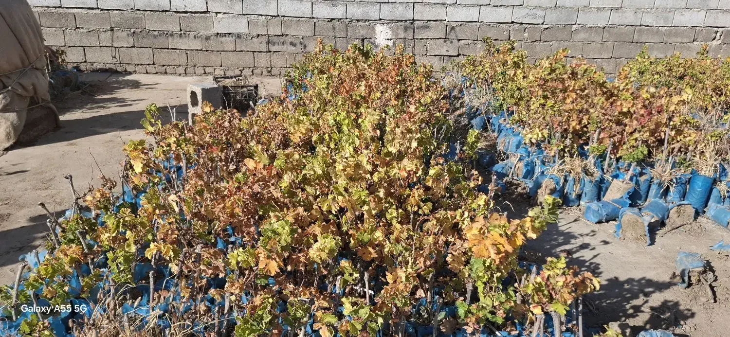 ریشه‌انگور‌سیاه‌ سردشت‌|عمده‌فروشی|وزینه, |دیوار