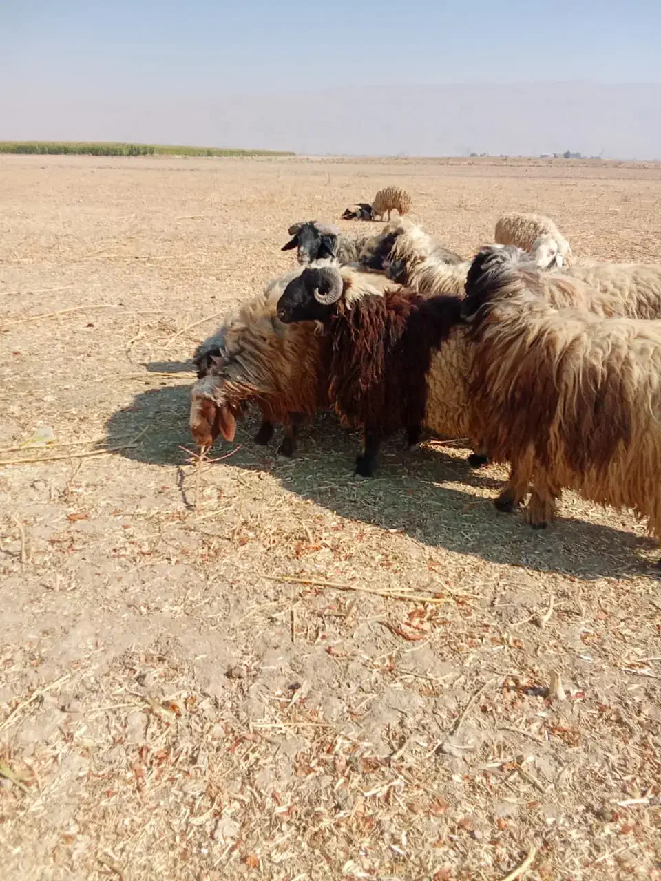 قوچ گله گوسفند داشت زاد و ولد نگهداری|حیوانات مزرعه|زرقان, |دیوار