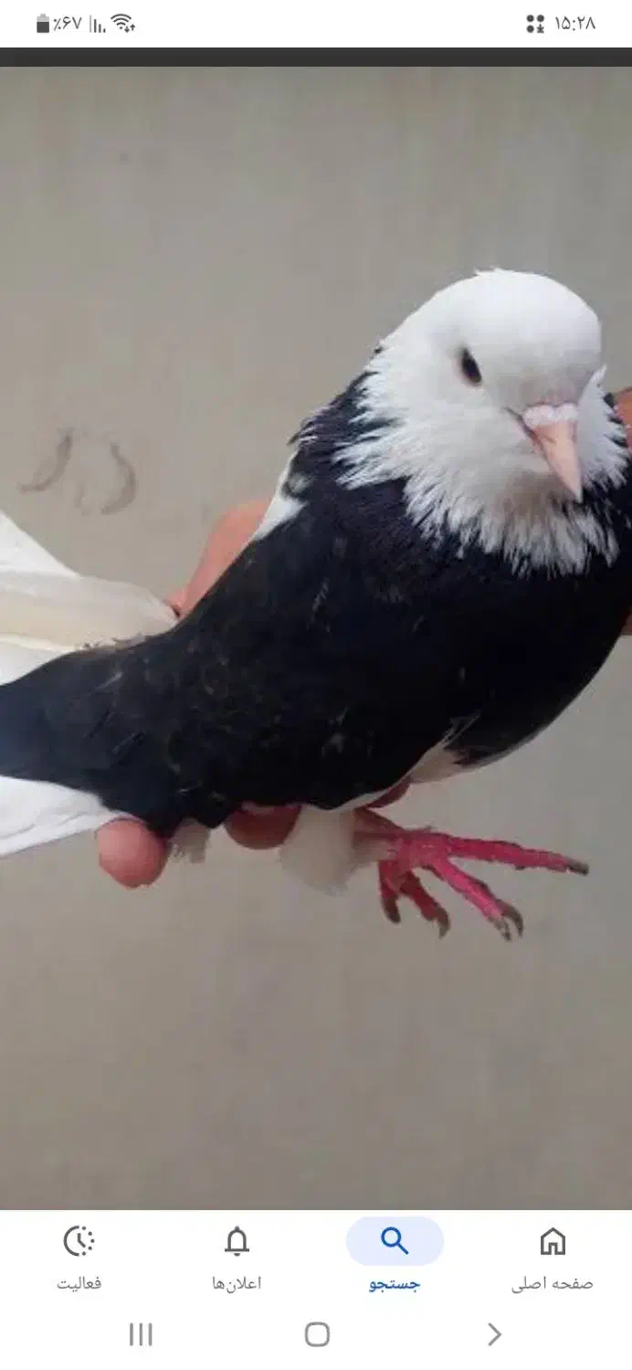 کبوتر گم شده|حیوانات|دورود, |دیوار