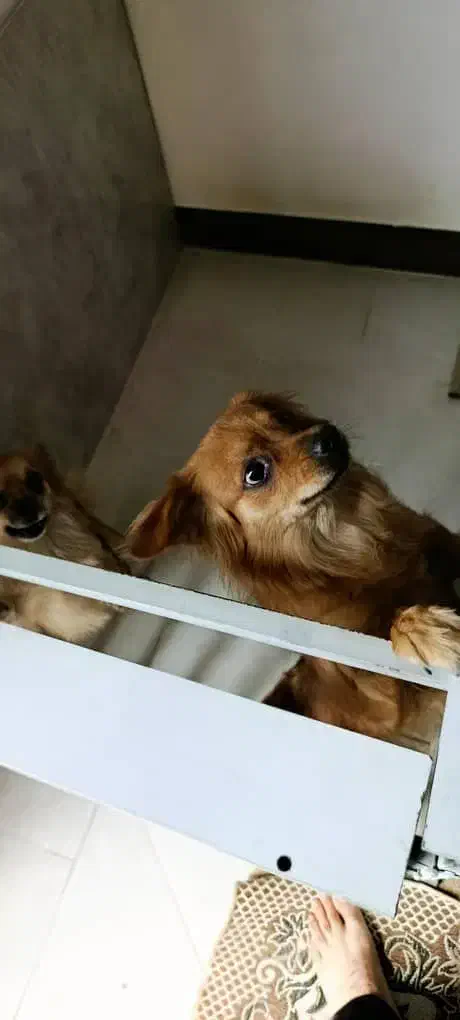 پامرین نروماده توله|سگ|مبارکه, |دیوار