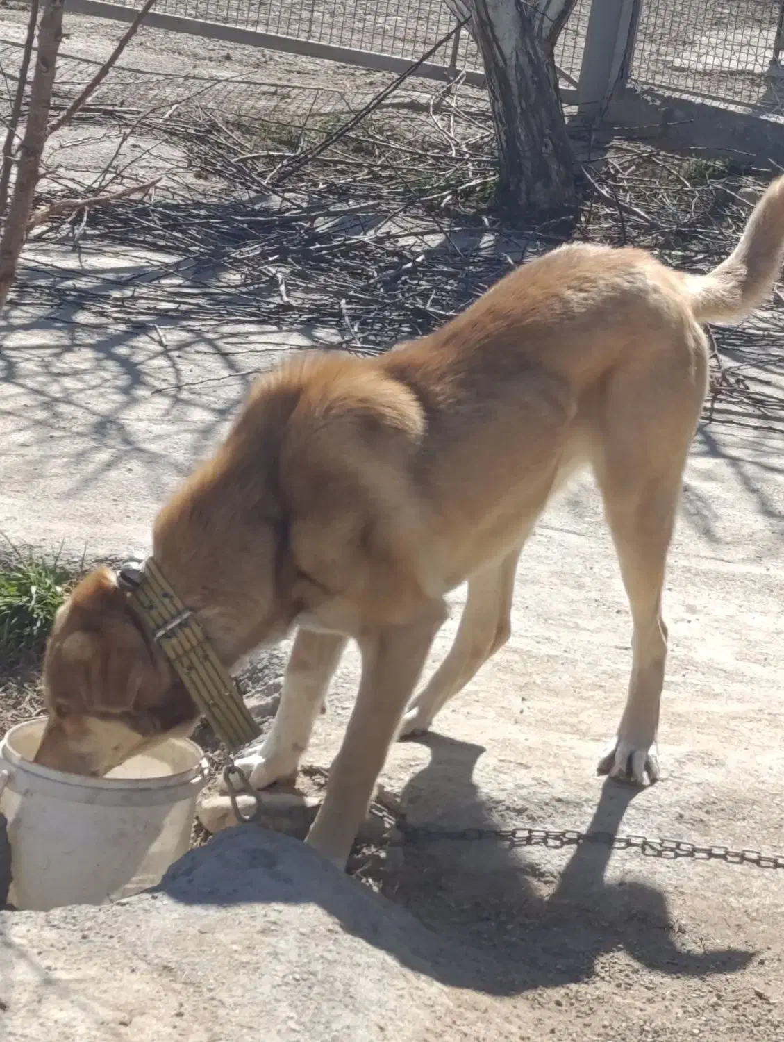 واگذاری سگ|سگ|بوکان, |دیوار