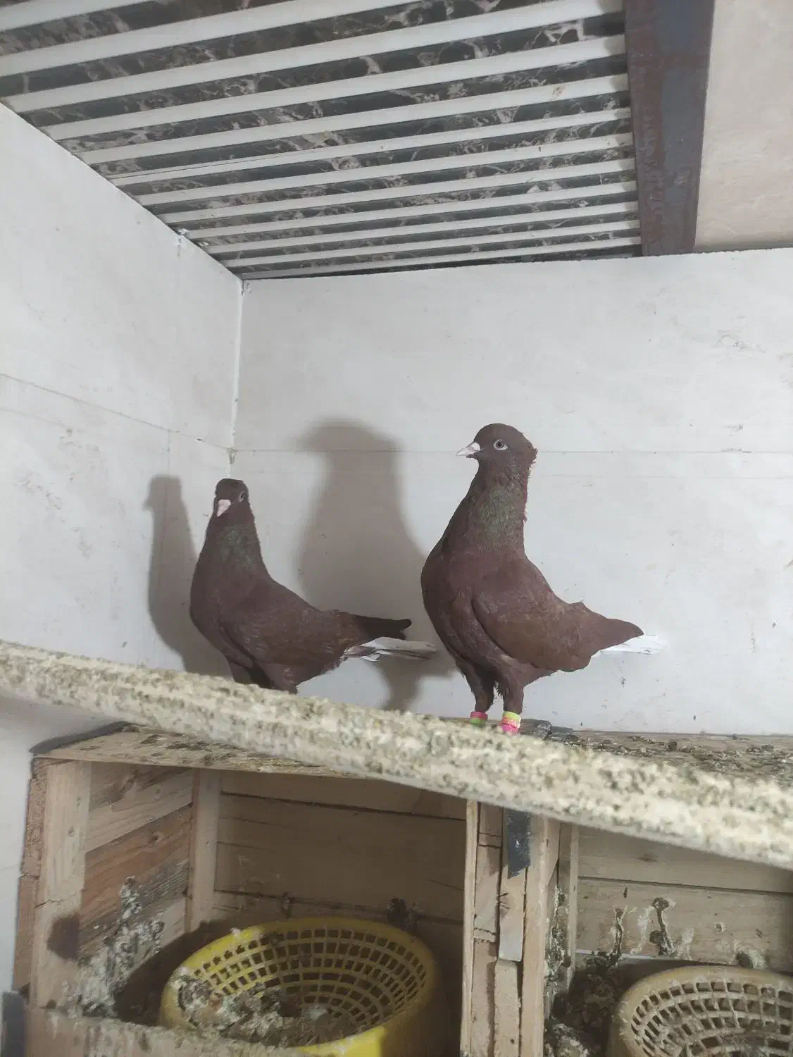 کبوتر فروشی|پرنده|بهبهان, |دیوار