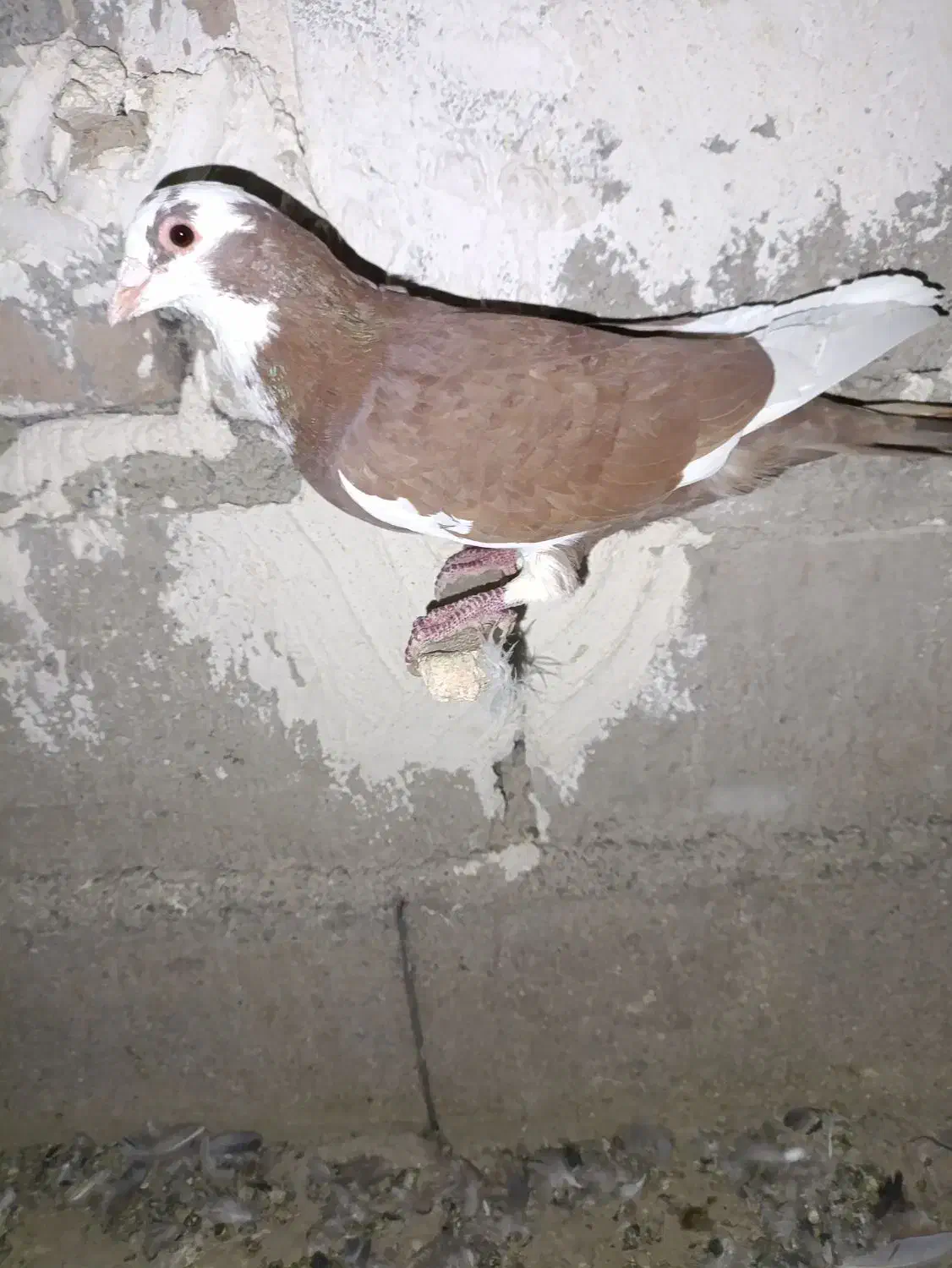 کبوتر|پرنده|کورین, |دیوار