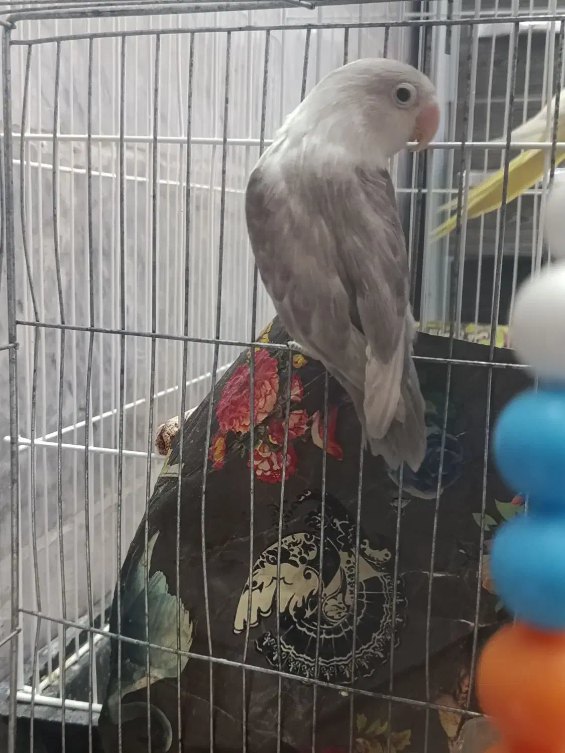 کوتوله|پرنده|یزد, |دیوار